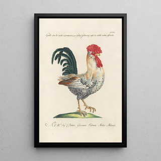 Saverio Manetti - Ornithologia methodice digesta Pl190.webp