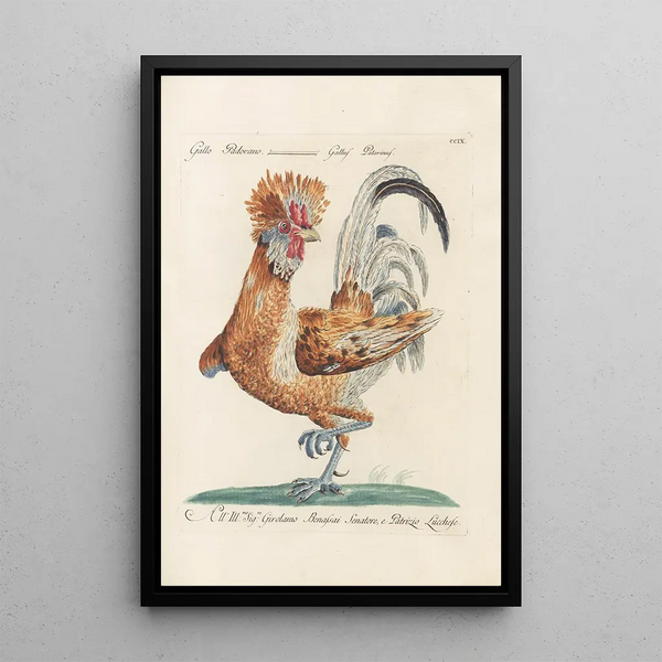 Ornithologia methodice digesta Pl191 - Saverio Manetti — framed artwork on a wall