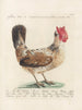 L'ornithologie a méthodiquement digéré Pl193 - Saverio Manetti — artwork view