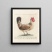 L'ornithologie a méthodiquement digéré Pl193 - Saverio Manetti — framed artwork on a wall