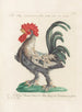L'ornithologie a méthodiquement digéré Pl194 - Saverio Manetti — artwork view