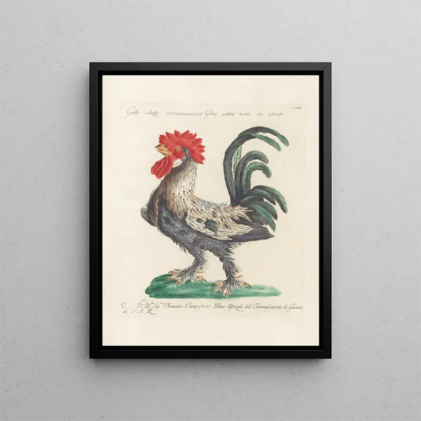 L'ornithologie a méthodiquement digéré Pl194 - Saverio Manetti — framed artwork on a wall