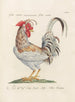 L'ornithologie a méthodiquement digéré Pl195 - Saverio Manetti — artwork view