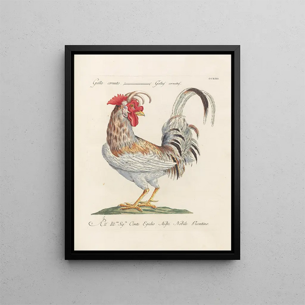 L'ornithologie a méthodiquement digéré Pl195 - Saverio Manetti — framed artwork on a wall