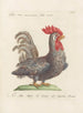 L'ornithologie a méthodiquement digéré Pl196 - Saverio Manetti — artwork view