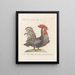 L'ornithologie a méthodiquement digéré Pl196 - Saverio Manetti — framed artwork on a wall
