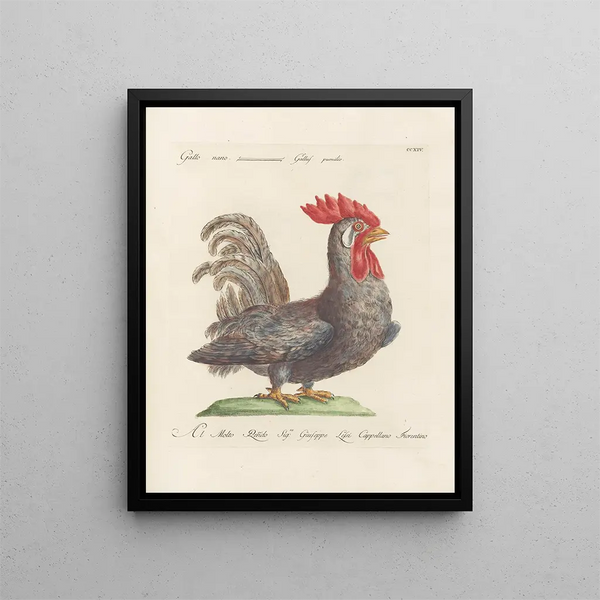 L'ornithologie a méthodiquement digéré Pl196 - Saverio Manetti — framed artwork on a wall