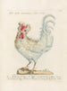 L'ornithologie a méthodiquement digéré Pl197 - Saverio Manetti — artwork view