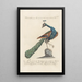 Ornithologia methodice digesta Pl199 - Saverio Manetti — framed artwork on a wall