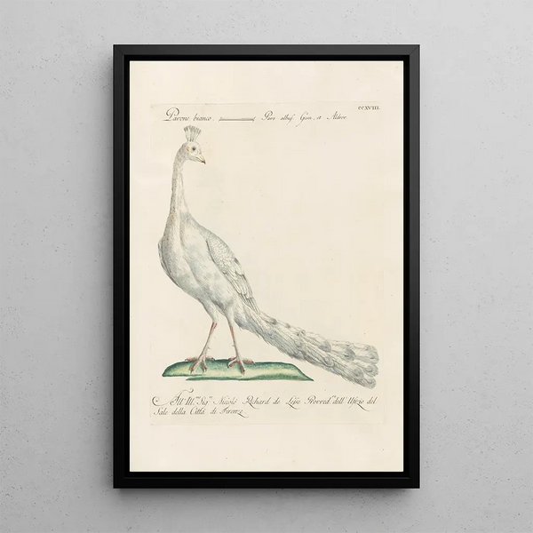 Ornithologia methodice digesta Pl200 - Saverio Manetti — framed artwork on a wall