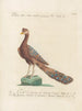 L'ornithologie a méthodiquement digéré Pl201 - Saverio Manetti — artwork view