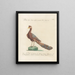 L'ornithologie a méthodiquement digéré Pl201 - Saverio Manetti — framed artwork on a wall