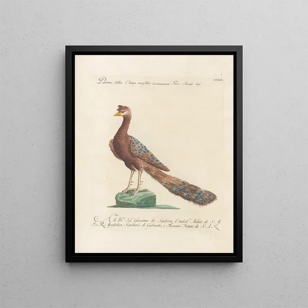 L'ornithologie a méthodiquement digéré Pl201 - Saverio Manetti — framed artwork on a wall