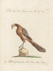 Ornithology meticulously digested Painting Pl202 - Saverio Manetti — artwork view
