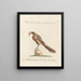 Ornithology meticulously digested Painting Pl202 - Saverio Manetti — framed artwork on a wall