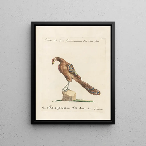 Ornithology meticulously digested Painting Pl202 - Saverio Manetti — framed artwork on a wall