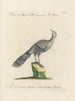 L'ornithologie a méthodiquement digéré Pl203 - Saverio Manetti — artwork view