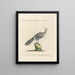 L'ornithologie a méthodiquement digéré Pl203 - Saverio Manetti — framed artwork on a wall