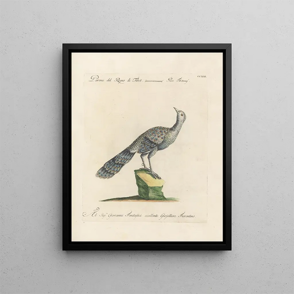 L'ornithologie a méthodiquement digéré Pl203 - Saverio Manetti — framed artwork on a wall
