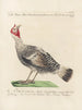 Ornithology Painting methodically digested Pl205 - Saverio Manetti — artwork view
