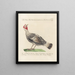 Ornithology Painting methodically digested Pl205 - Saverio Manetti — framed artwork on a wall