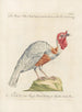 Ornithology Painting methodically digested Pl206 - Saverio Manetti — artwork view