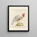 Ornithology Painting methodically digested Pl206 - Saverio Manetti — framed artwork on a wall