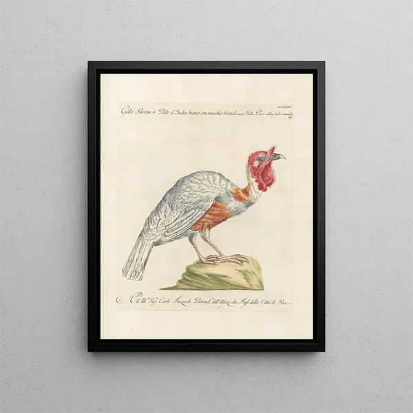 Ornithology Painting methodically digested Pl206 - Saverio Manetti — framed artwork on a wall