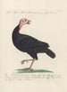 Ornithologie méthodiquement digérée Pl207 - Saverio Manetti — artwork view