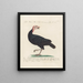Ornithologie méthodiquement digérée Pl207 - Saverio Manetti — framed artwork on a wall