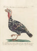 Ornithologie méthodiquement digérée Pl208 - Saverio Manetti — artwork view