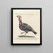 Ornithologie méthodiquement digérée Pl208 - Saverio Manetti — framed artwork on a wall