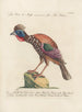 Ornithologie méthodiquement digérée Pl209 - Saverio Manetti — artwork view