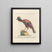 Ornithologie méthodiquement digérée Pl209 - Saverio Manetti — framed artwork on a wall