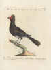 Ornithology Painting methodically digested Pl210 - Saverio Manetti — artwork view