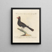 Ornithology Painting methodically digested Pl210 - Saverio Manetti — framed artwork on a wall