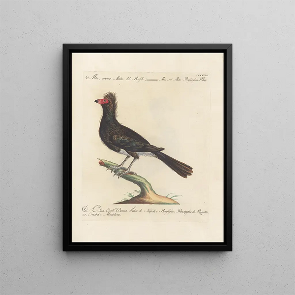 Ornithology Painting methodically digested Pl210 - Saverio Manetti — framed artwork on a wall