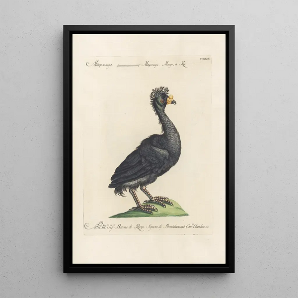 Ornithologia methodice digesta Pl211 - Saverio Manetti — framed artwork on a wall