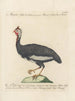 L'ornithologie a méthodiquement digéré Pl212 - Saverio Manetti — artwork view