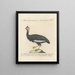 L'ornithologie a méthodiquement digéré Pl212 - Saverio Manetti — framed artwork on a wall