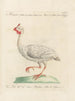 L'ornithologie a méthodiquement digéré Pl213 - Saverio Manetti — artwork view
