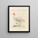 L'ornithologie a méthodiquement digéré Pl213 - Saverio Manetti — framed artwork on a wall