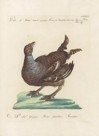 Saverio Manetti - Ornithologia methodice digesta Pl215.webp