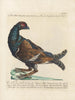 L'ornithologie a méthodiquement digéré Pl217 - Saverio Manetti — artwork view