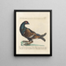 L'ornithologie a méthodiquement digéré Pl217 - Saverio Manetti — framed artwork on a wall
