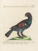 L'ornithologie a méthodiquement digéré Pl218 - Saverio Manetti — artwork view