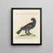 L'ornithologie a méthodiquement digéré Pl218 - Saverio Manetti — framed artwork on a wall