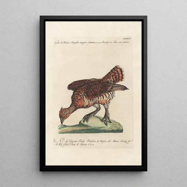 Ornithologia methodice digesta Pl219 - Saverio Manetti — framed artwork on a wall