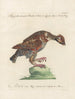 Ornithology painting methodically digested Pl220 - Saverio Manetti — artwork view