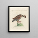 Ornithology painting methodically digested Pl220 - Saverio Manetti — framed artwork on a wall